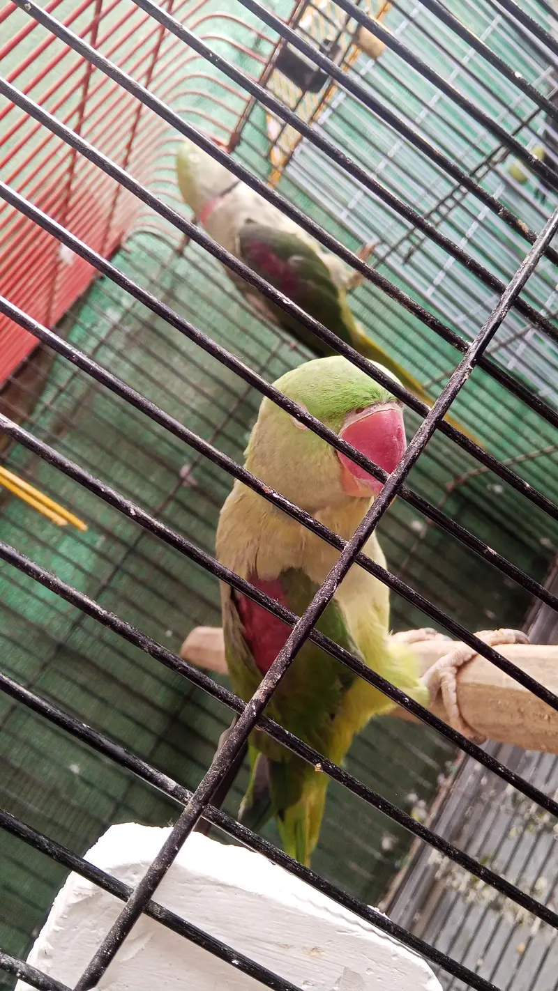 Green parrot for sale — photo 3
