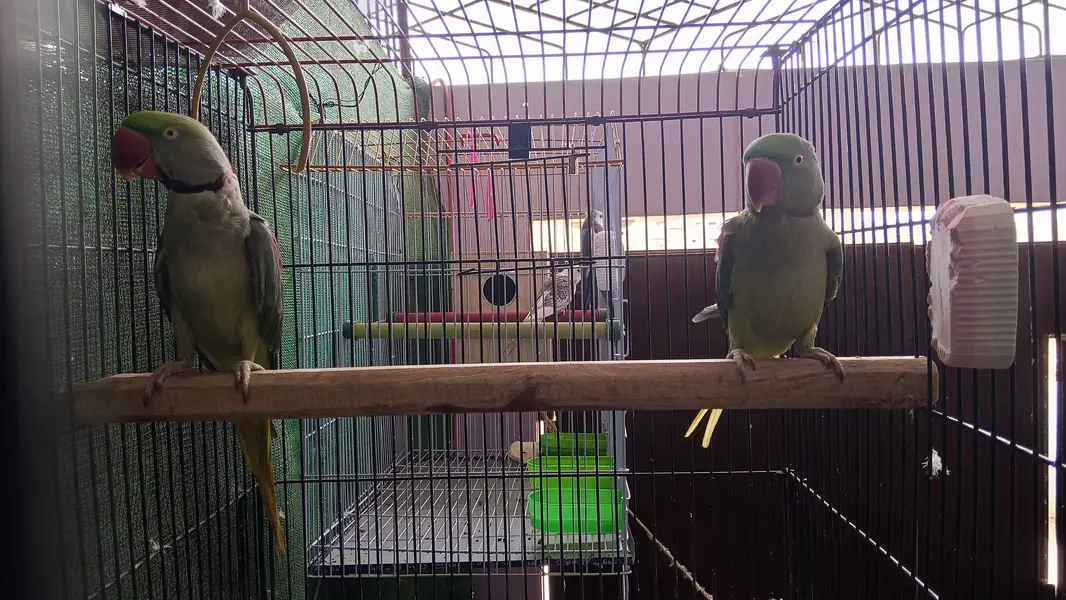 Green parrot for sale — photo 4