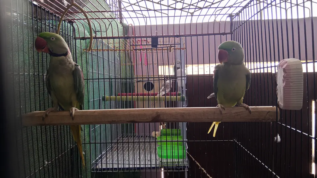 Green parrot for sale — photo 5