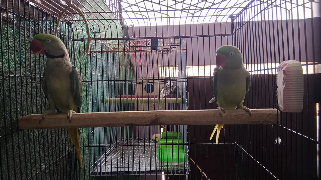 Green parrot for sale — photo 6
