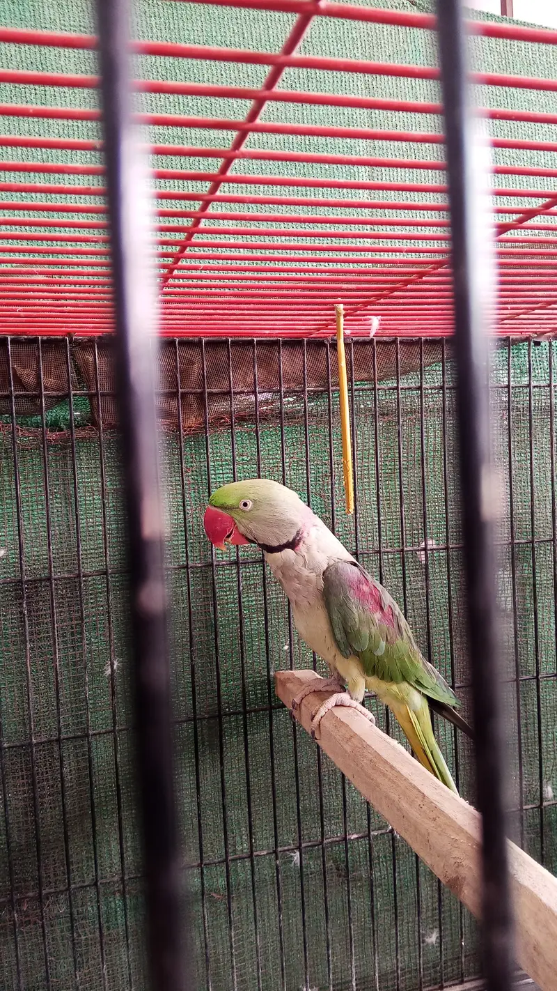 Green parrot for sale — photo 7