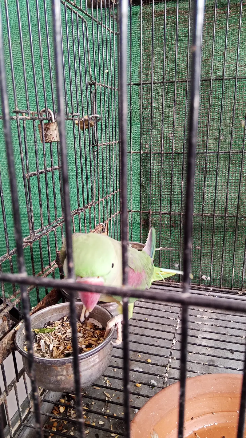 Green parrot for sale — photo 8