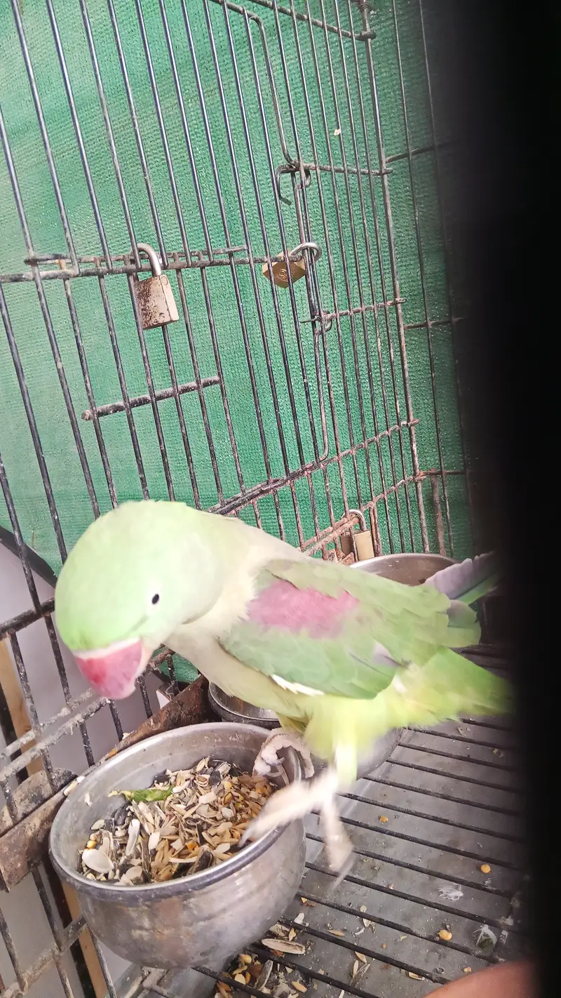 Green parrot for sale — photo 9