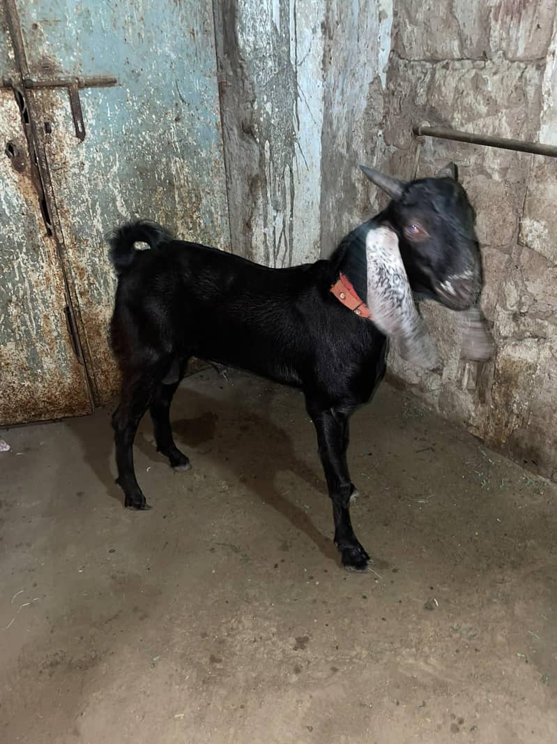 Bakra Bakra tapra 1