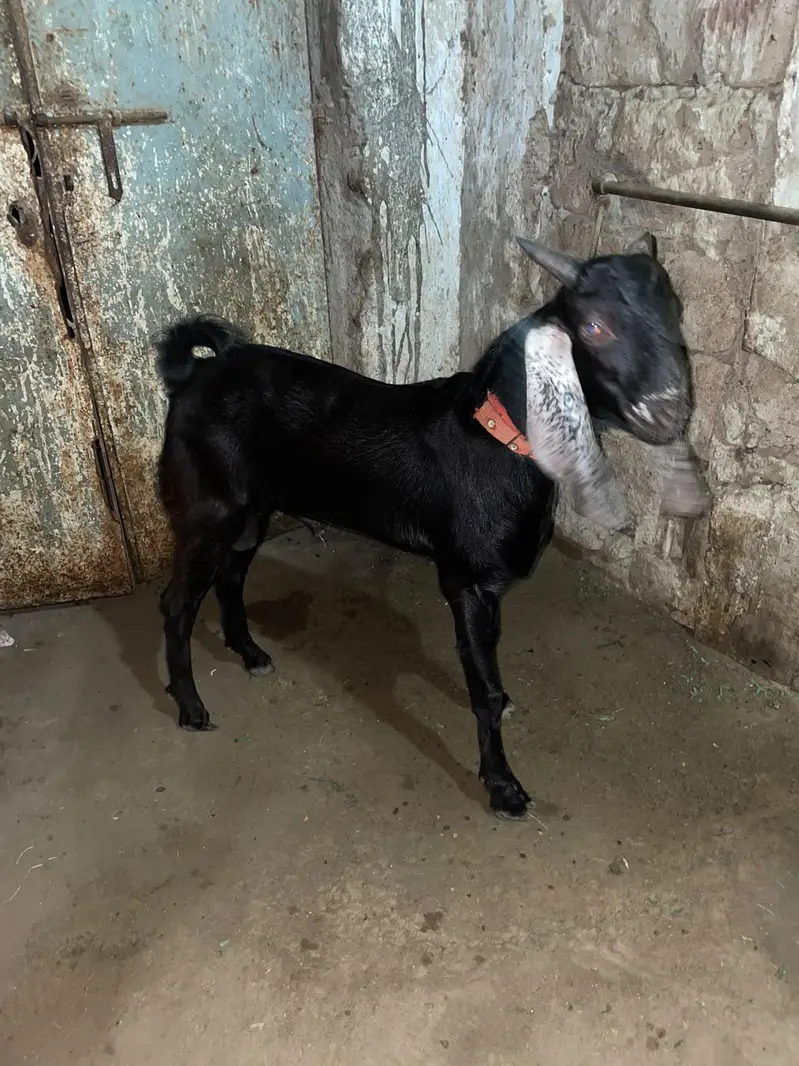 Bakra Bakra tapra — photo 2