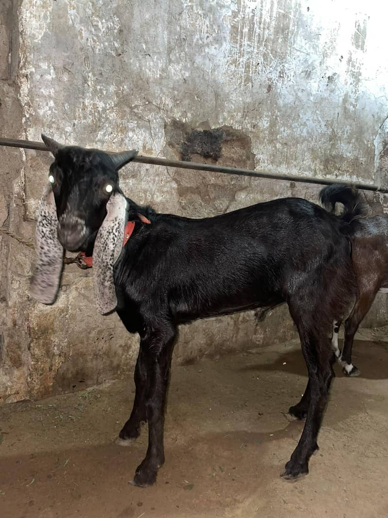 Bakra Bakra tapra 2