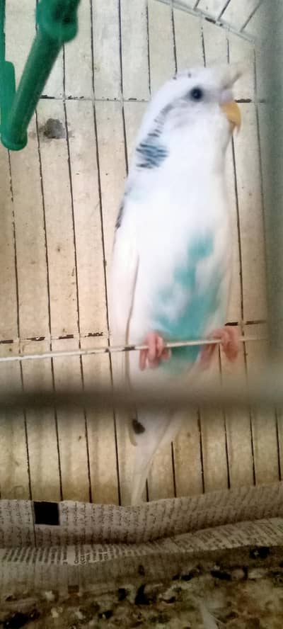 Australian Parrots Pair  with cage