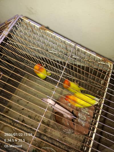 Love Birds 3 Pec Red eyes