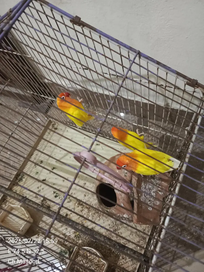 Love Birds 3 Pec Red eyes — photo 2