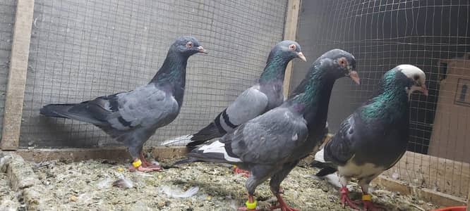 Neelay kamagar zakh kamagar pigeons for sale.
