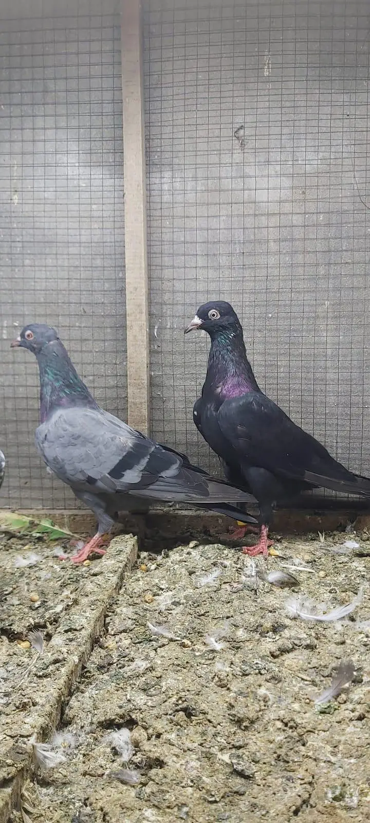 Neelay kamagar zakh kamagar pigeons for sale. — photo 2
