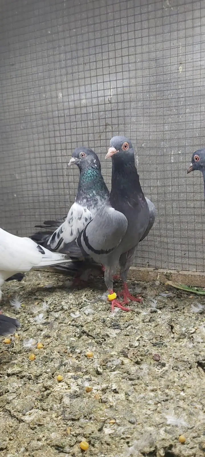 Neelay kamagar zakh kamagar pigeons for sale. — photo 3