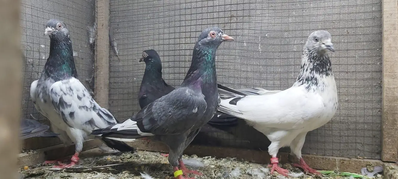 Neelay kamagar zakh kamagar pigeons for sale. — photo 4