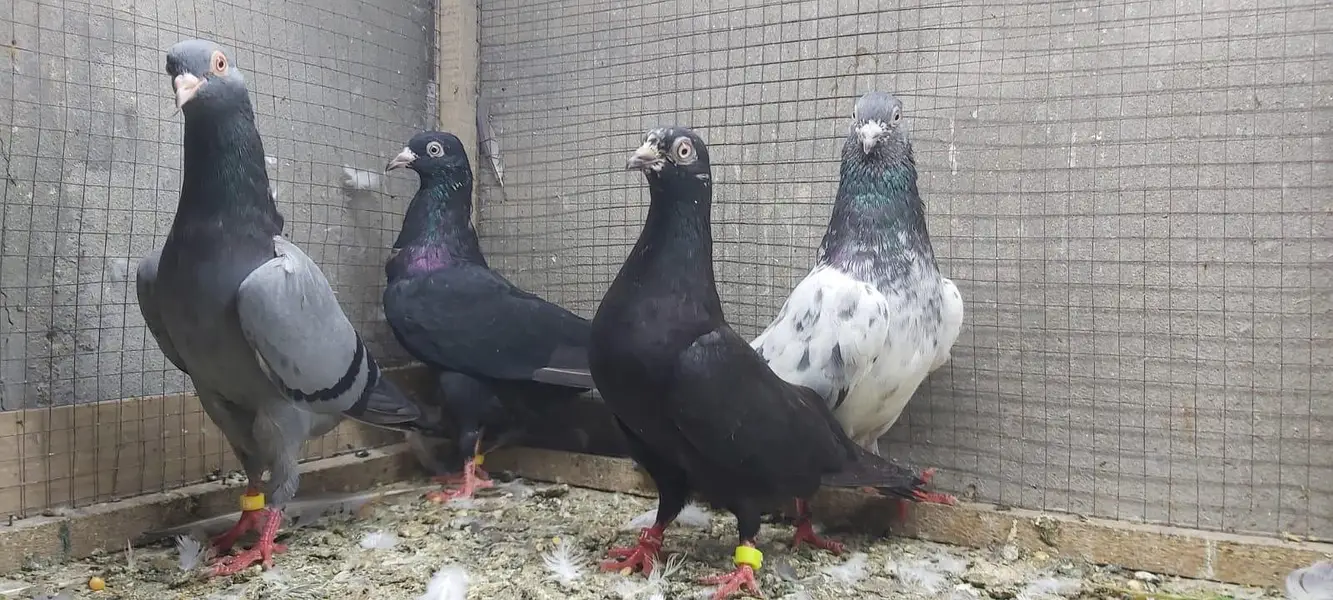 Neelay kamagar zakh kamagar pigeons for sale. — photo 5