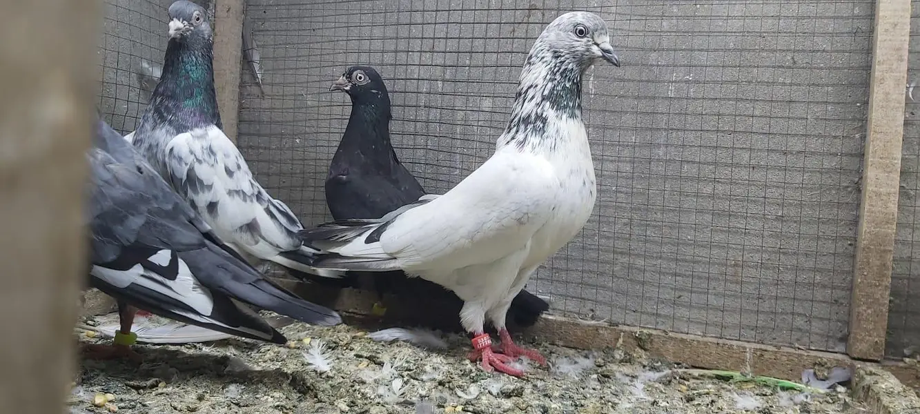 Neelay kamagar zakh kamagar pigeons for sale. — photo 6