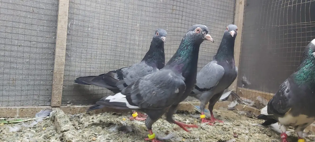 Neelay kamagar zakh kamagar pigeons for sale. — photo 7