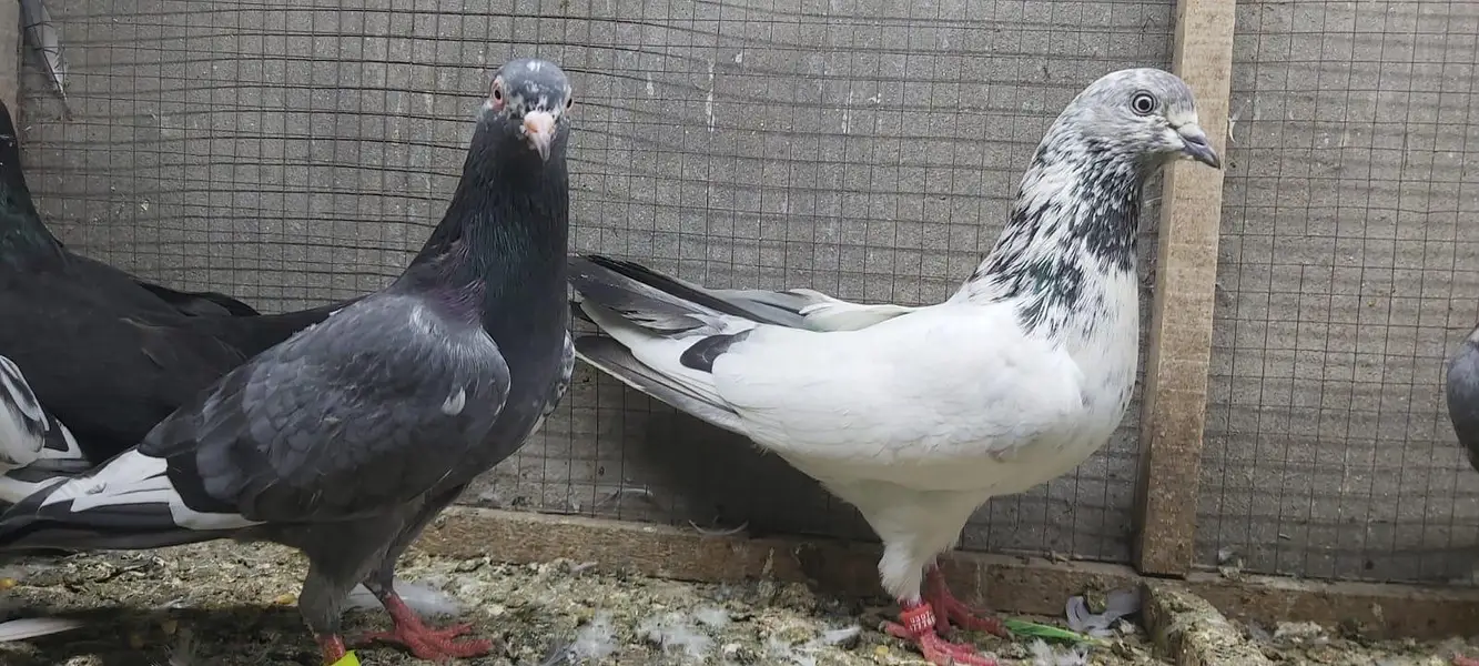 Neelay kamagar zakh kamagar pigeons for sale. — photo 8