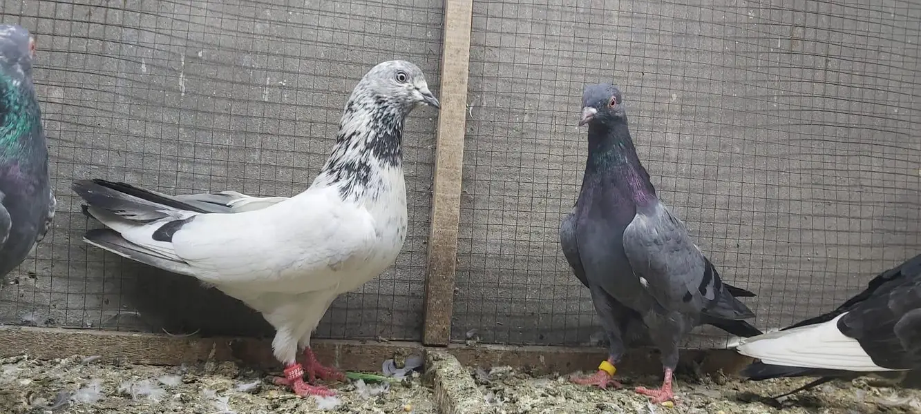 Neelay kamagar zakh kamagar pigeons for sale. — photo 9