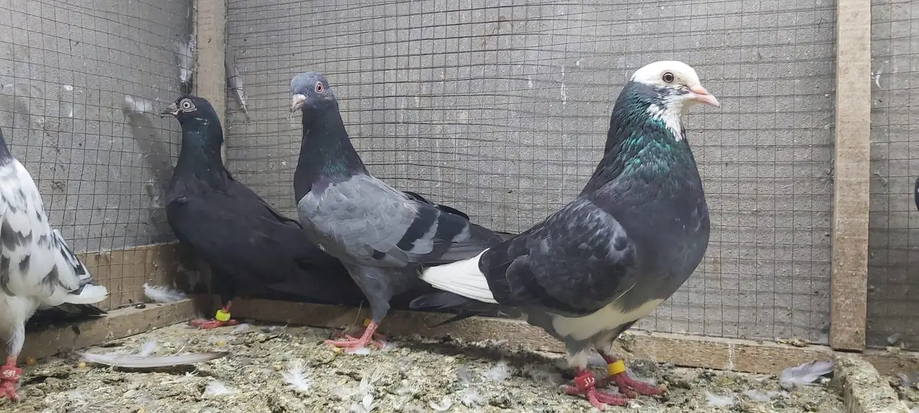 Neelay kamagar zakh kamagar pigeons for sale. — photo 10