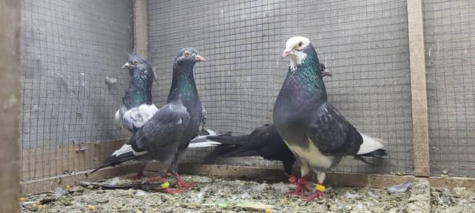 Neelay Kamagar Dabaz Rampuri pigeons for sale