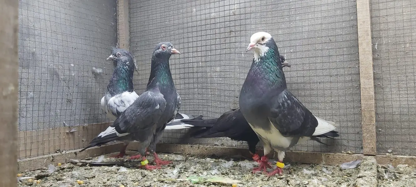 Neelay kamagar zakh kamagar pigeons for sale. — photo 11