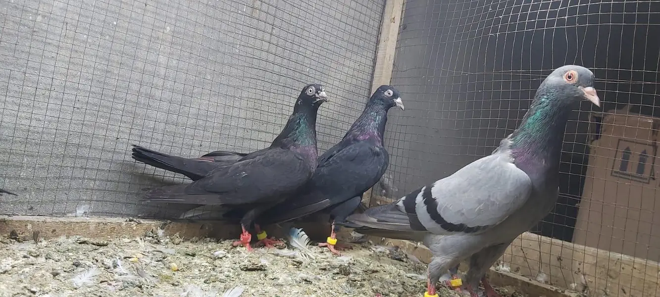 Neelay kamagar zakh kamagar pigeons for sale. — photo 12