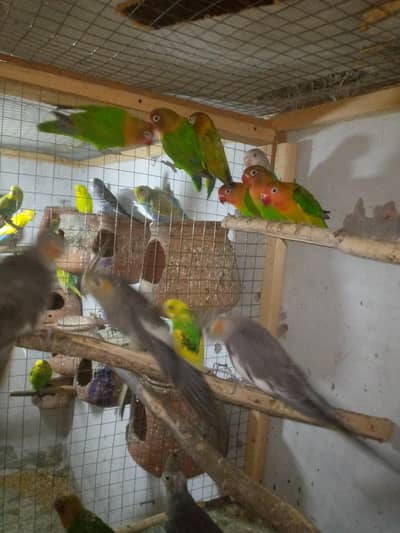 lovebird 8 pc cocktail 4 pc