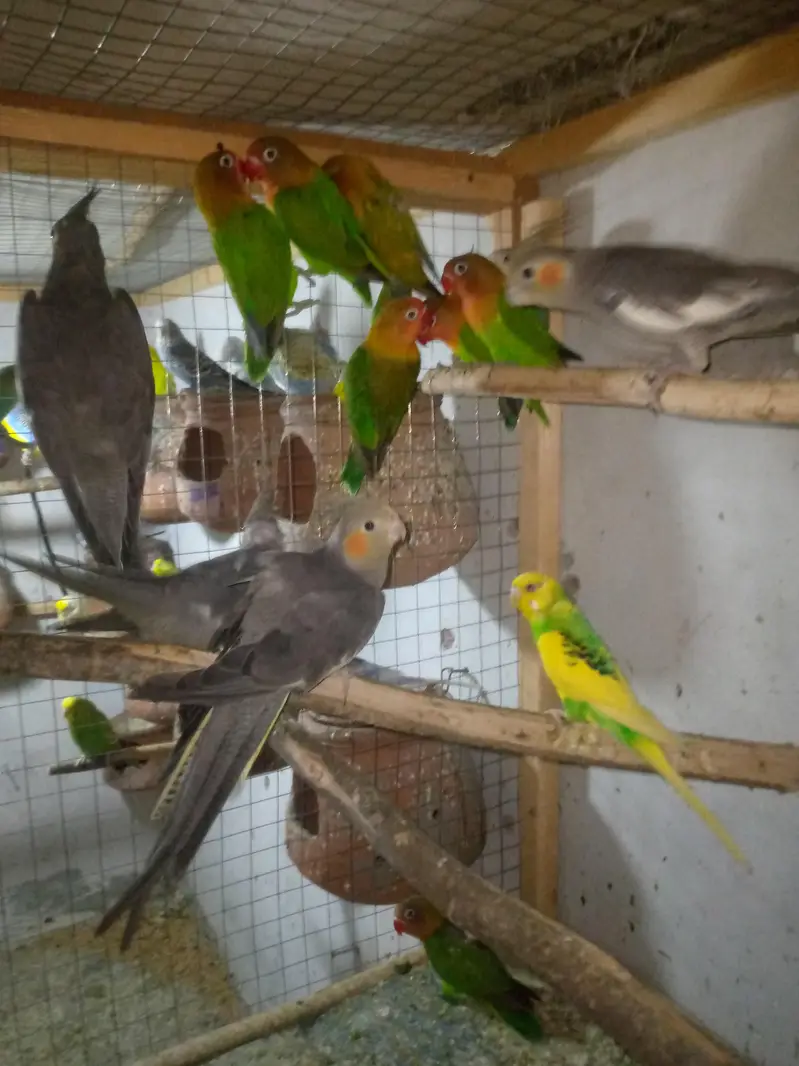 lovebird 8 pc cocktail 4 pc — photo 3