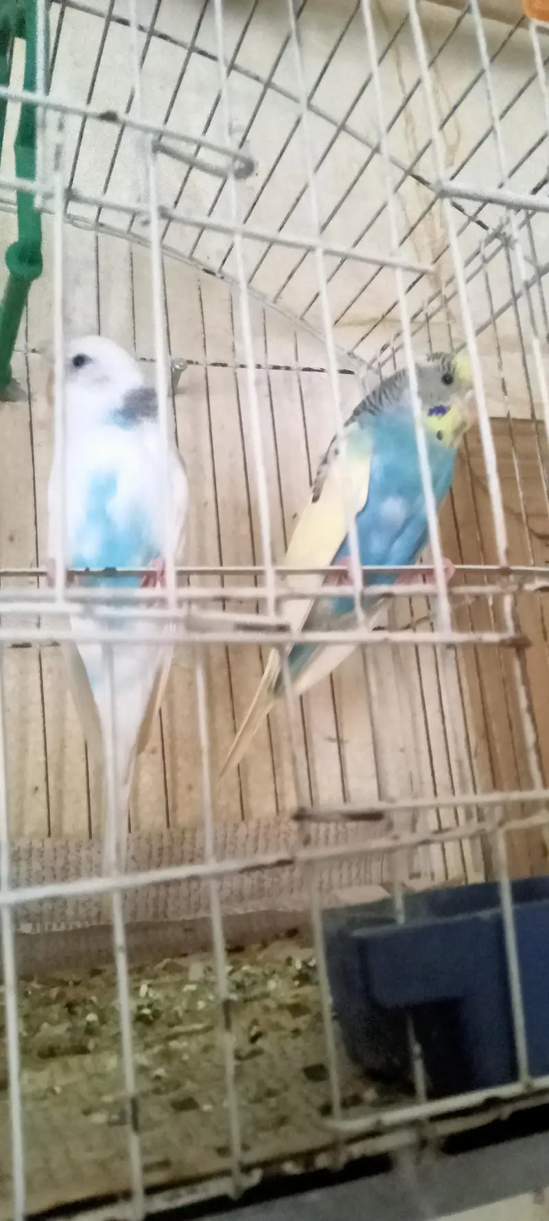 Australian Parrots Pair  with cage — photo 4