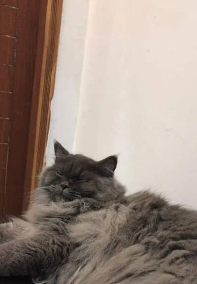 Persian Cat Gray Female