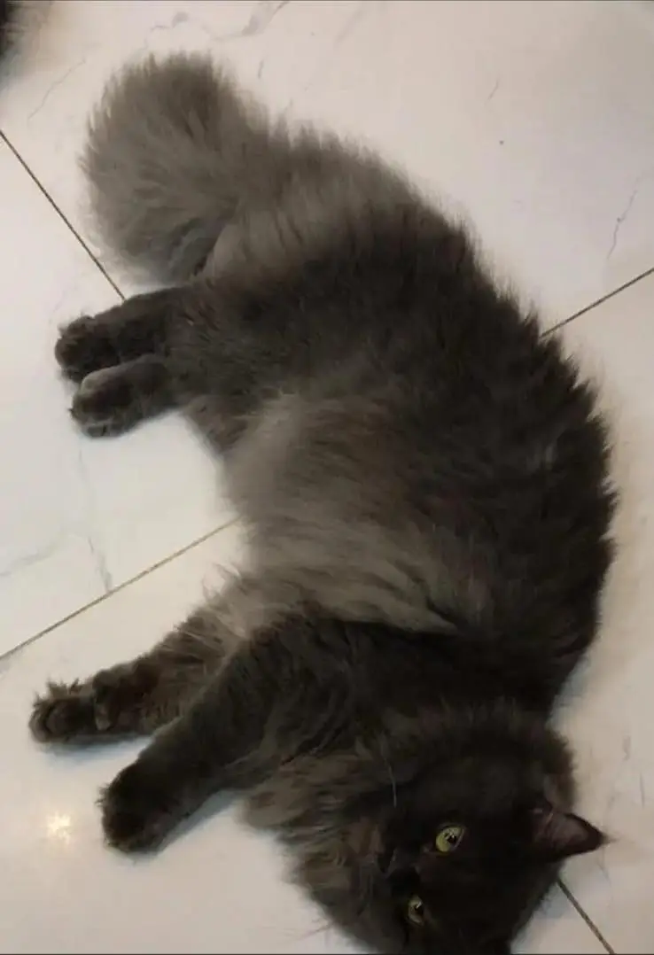 Persian Cat Gray Female — photo 2