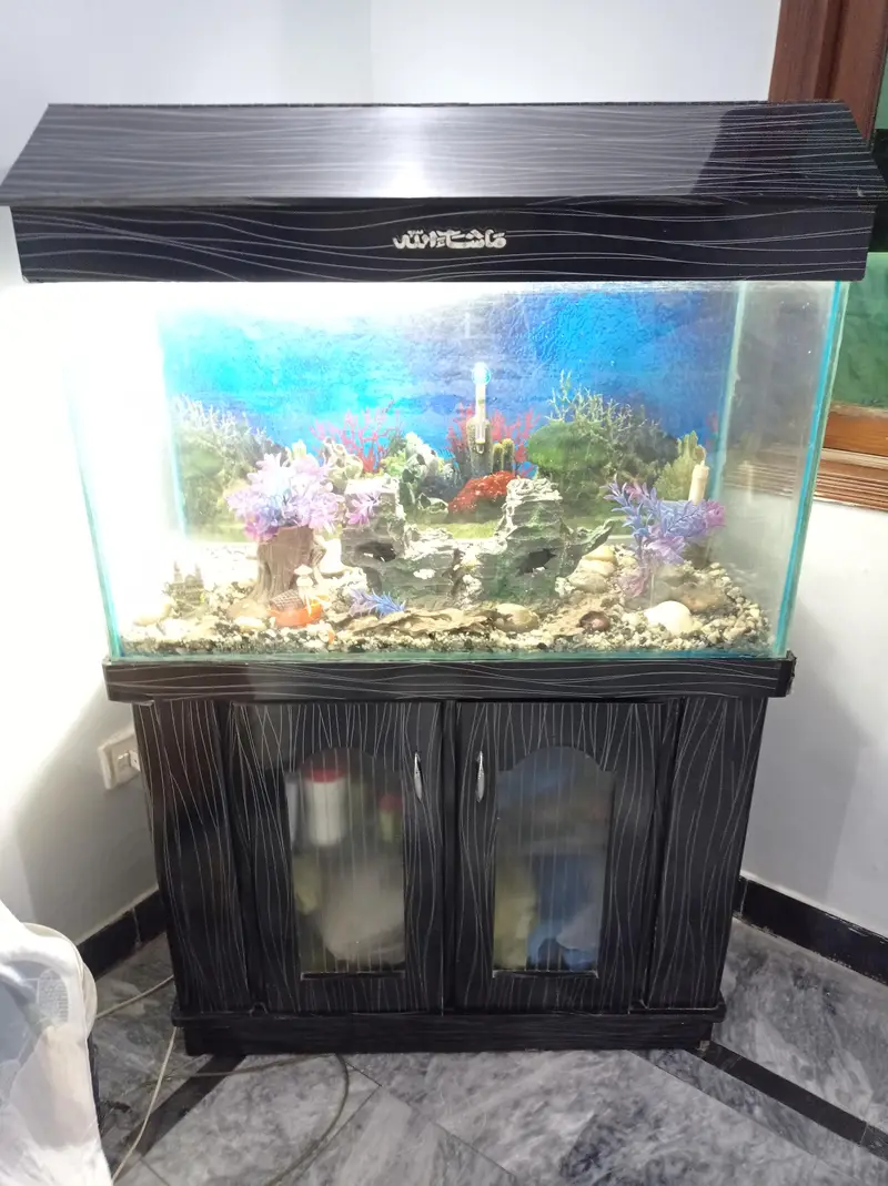 3 ft aquarium