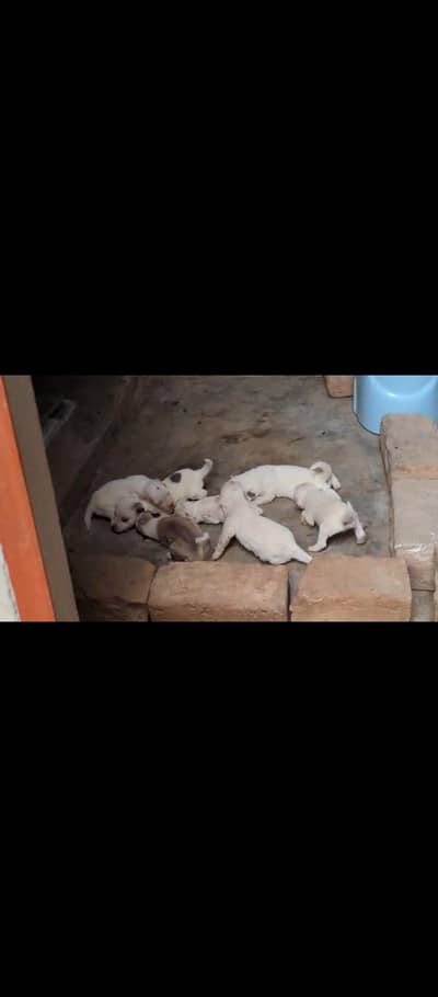 Rusi dog puppies available for sale