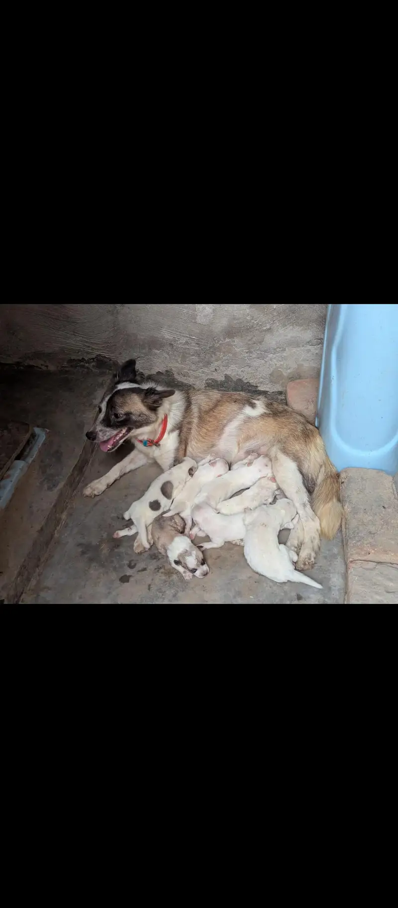 Rusi dog puppies available for sale — photo 2