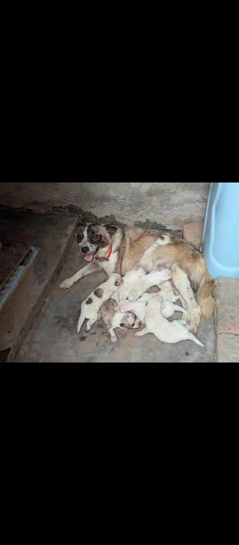 Rusi dog puppies available for sale — photo 3