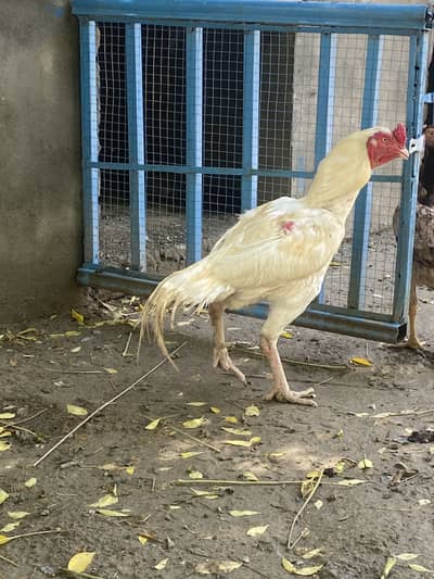 Aseel heera breeder for sale exchange possible