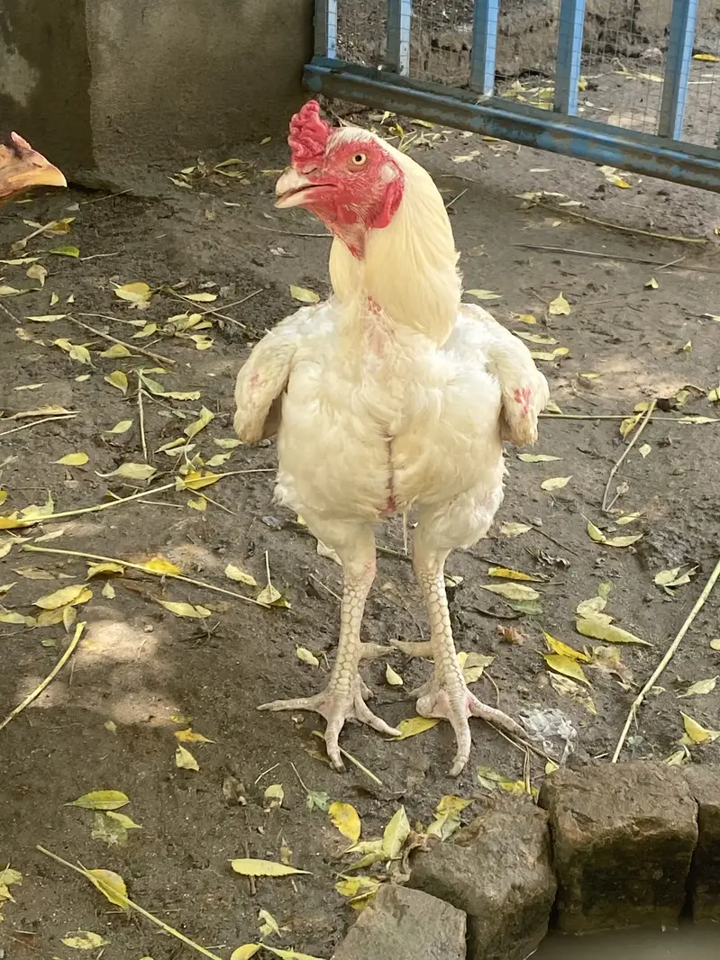 Aseel heera breeder for sale exchange possible — photo 2