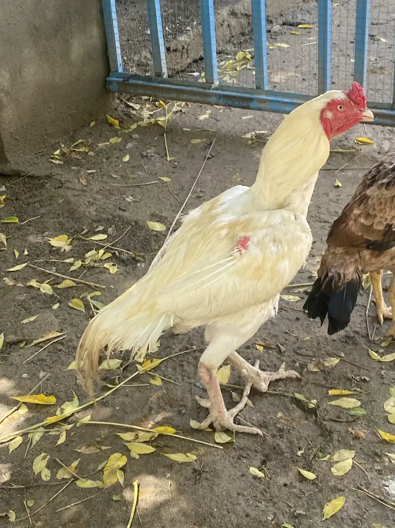 Aseel heera breeder for sale exchange possible — photo 3
