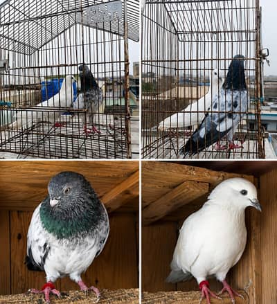 High Quality breeder pair for sale