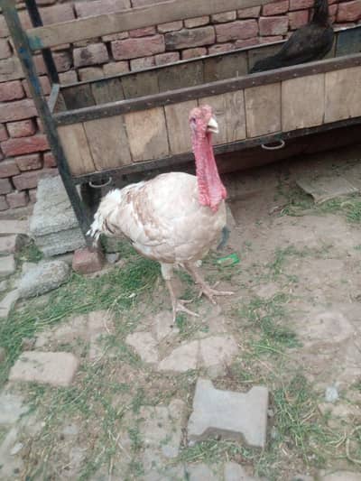 Turkey hen pair