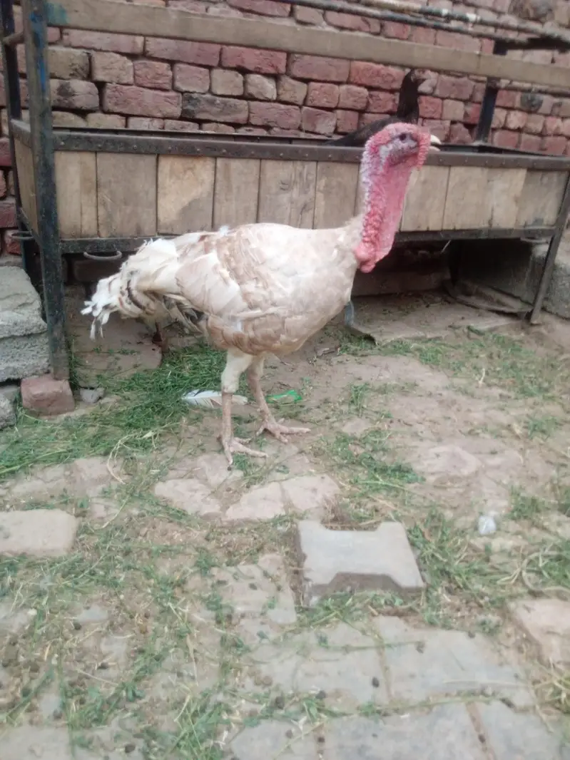 Turkey hen pair — photo 2
