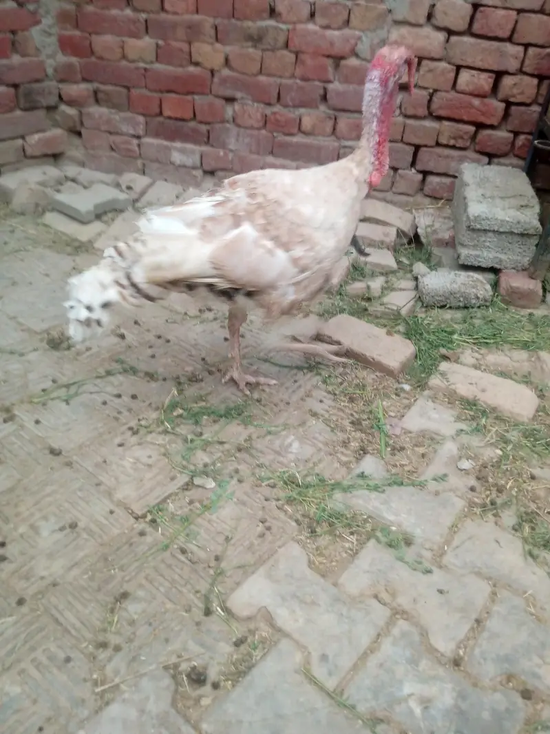 Turkey hen pair — photo 3