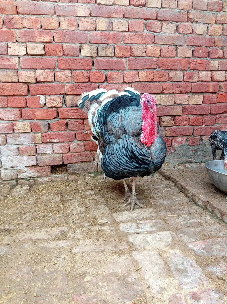 Turkey hen pair — photo 4