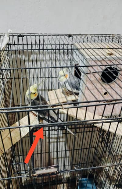 Cocktail for sale