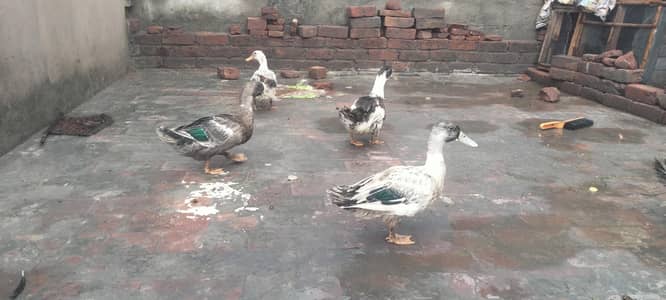 1 murga 3 murgia butakh 6 chuse 5 seel mugiya 2seel murga 1
