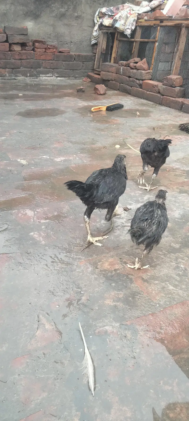 1 murga 3 murgia butakh 6 chuse 5 seel mugiya 2seel murga 1 — photo 2