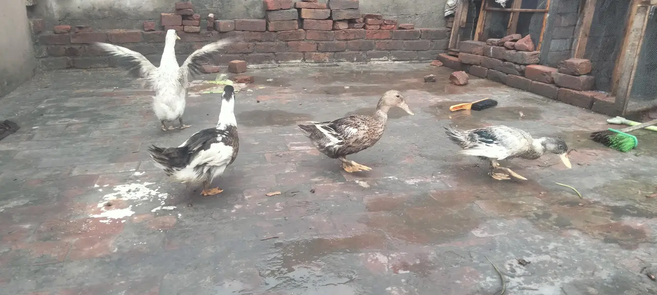 1 murga 3 murgia butakh 6 chuse 5 seel mugiya 2seel murga 1 — photo 4