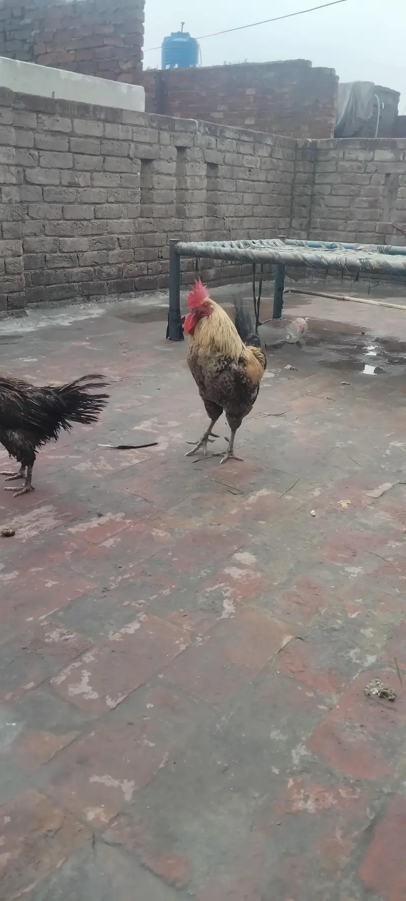 1 murga 3 murgia butakh 6 chuse 5 seel mugiya 2seel murga 1 — photo 6