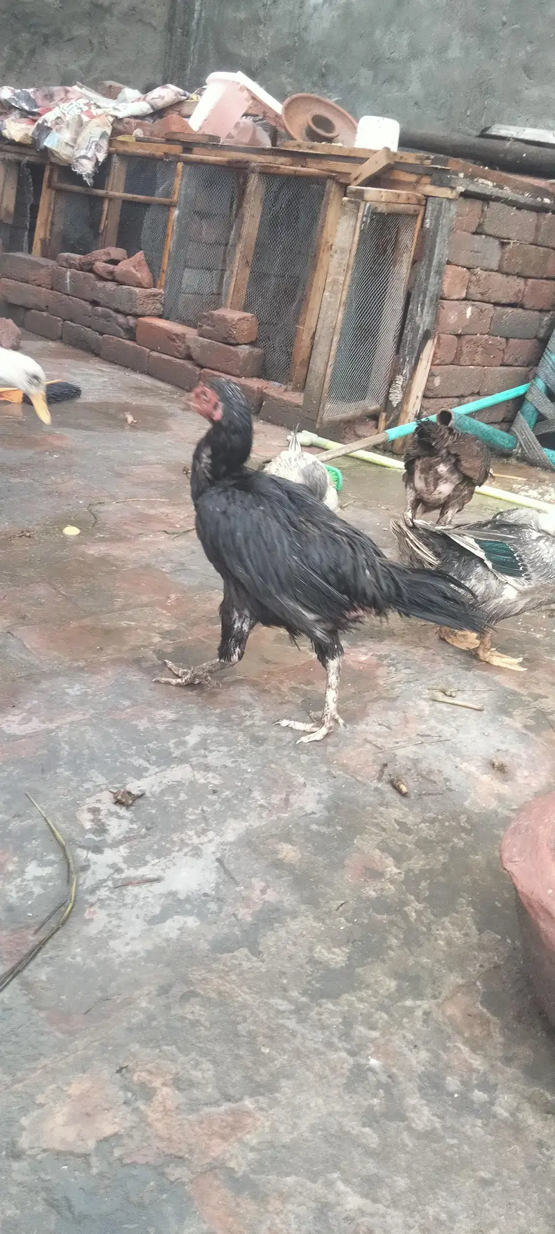 1 murga 3 murgia butakh 6 chuse 5 seel mugiya 2seel murga 1 — photo 8