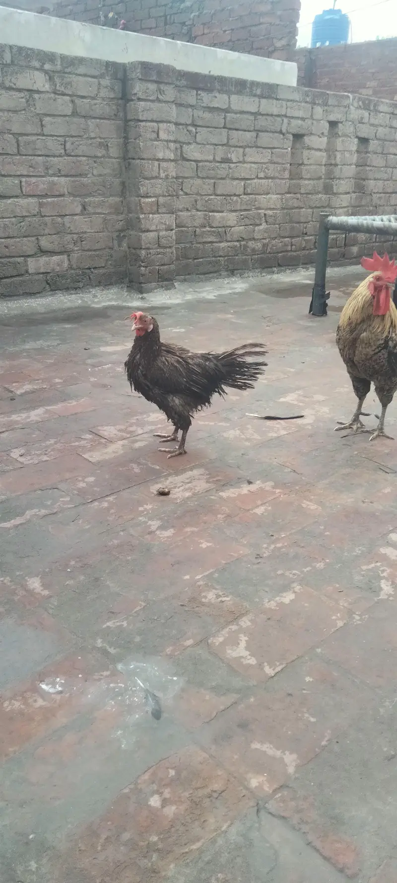 1 murga 3 murgia butakh 6 chuse 5 seel mugiya 2seel murga 1 — photo 9